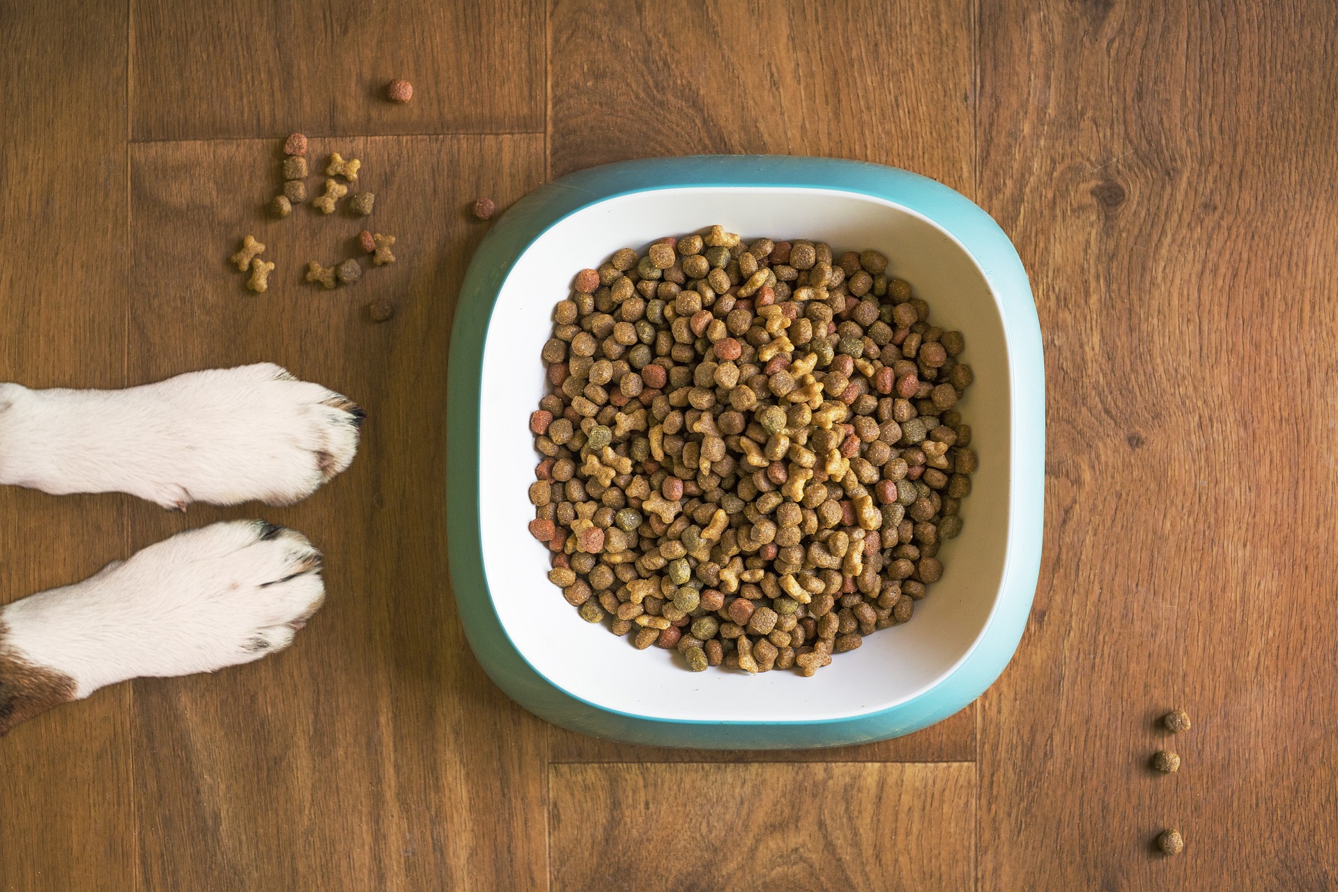 Finde das optimale Hundefutter für deinen Vierbeiner.